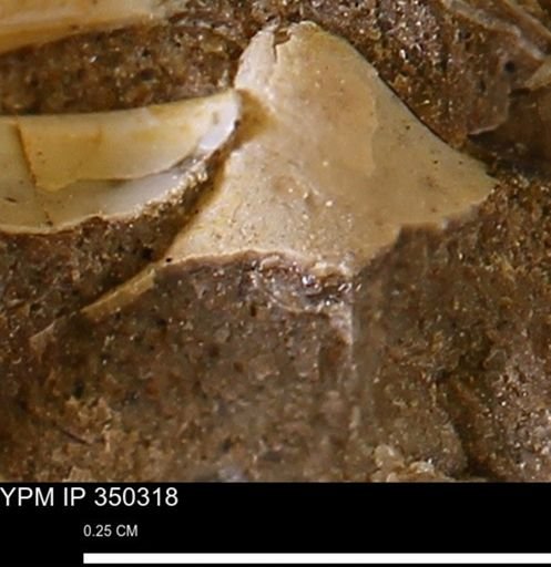 undet. Mollusca