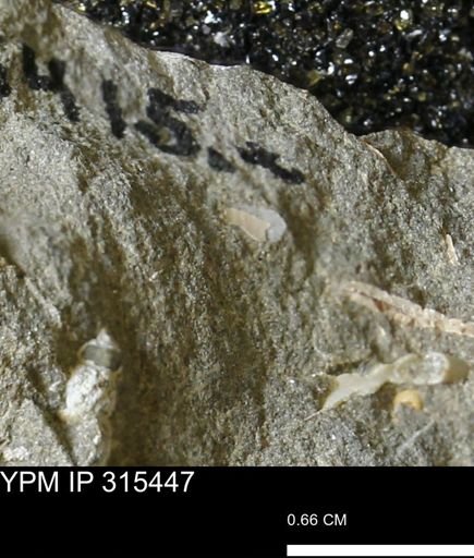 undet. Mollusca