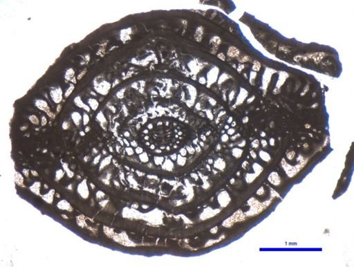 Schwagerina uddeni