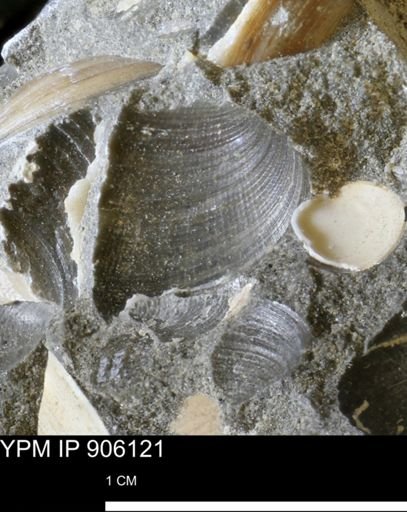 Limopsis striatopunctatus