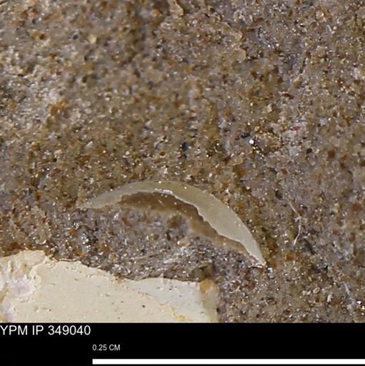 undet. Mollusca