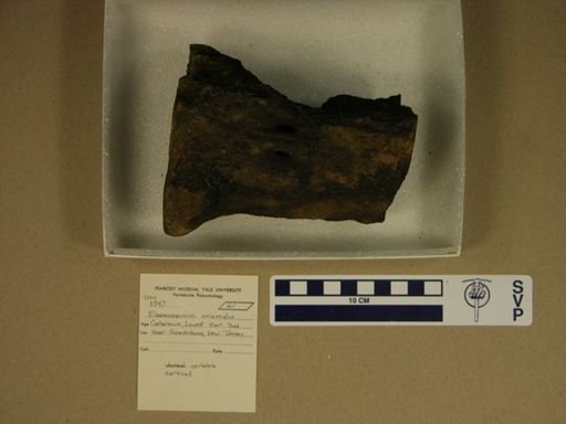 Elasmosaurus orientalis