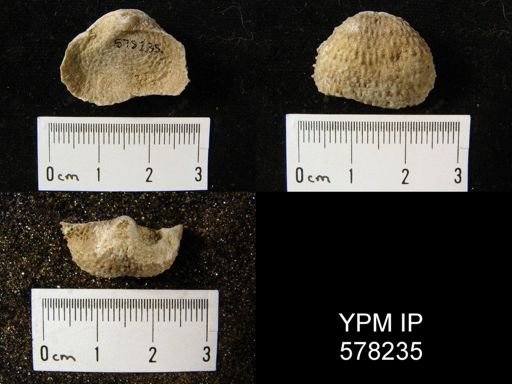 Pustula nebrascensis