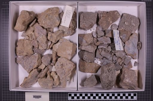 mixed taxa, stratigraphic collection