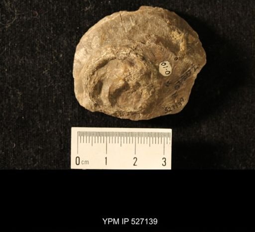 Isorophus cincinnatiensis
