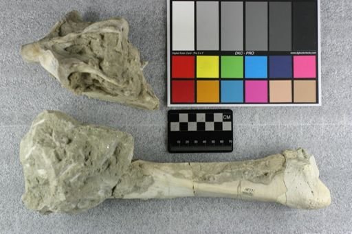 Subhyracodon sp.