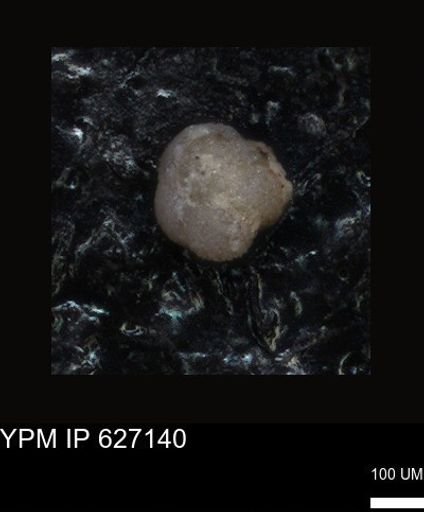 undet. Foraminiferida