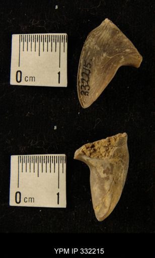 Isotelus sp.