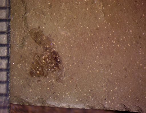 undet. Coleoptera