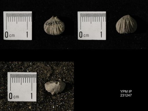 Wellerella osagensis