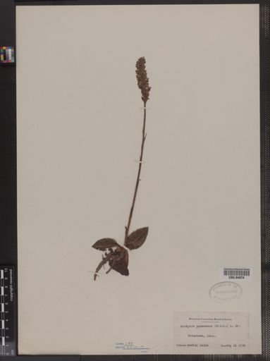 Goodyera pubescens