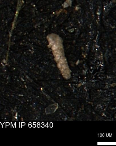 Verneuilinoides kansasensis