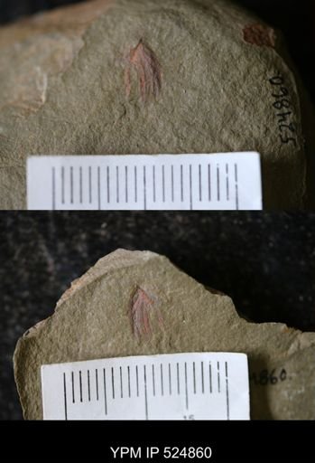 undet. Arthropoda