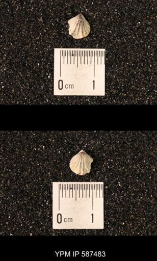 Camarotoechia whitei