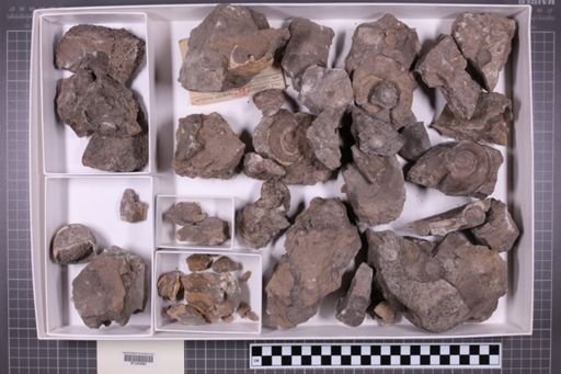 mixed taxa, stratigraphic collection