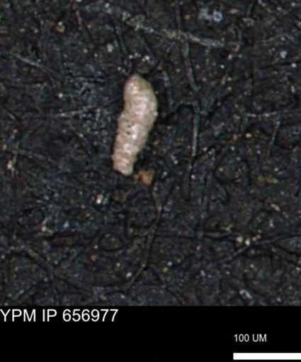 Verneuilinoides kansasensis