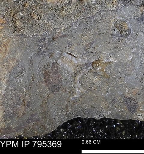 undet. Mollusca