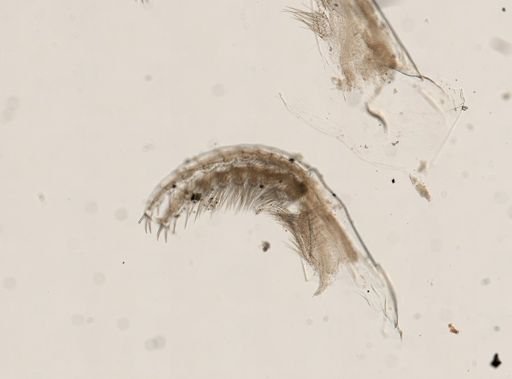 Conchoderma auritum
