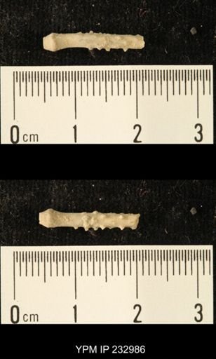 Archaeocidaris sp.