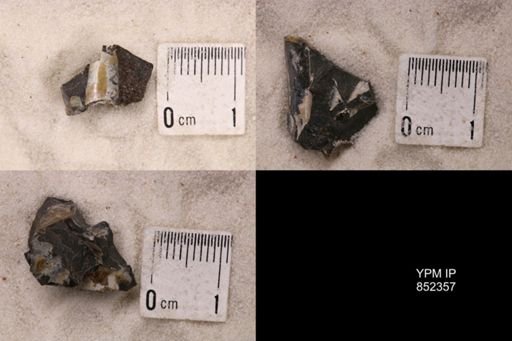 Baculites sp.