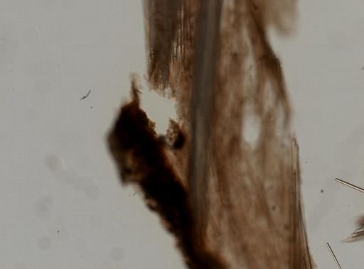 Cinachyrella australiensis