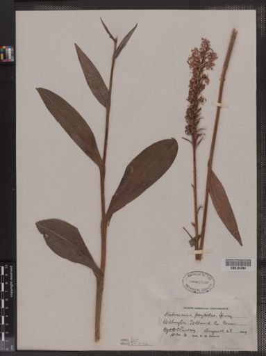 Habenaria psycodes