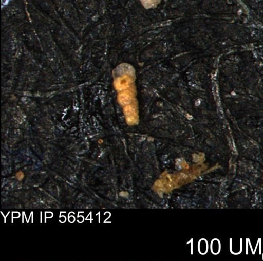 Verneuilinoides kansasensis