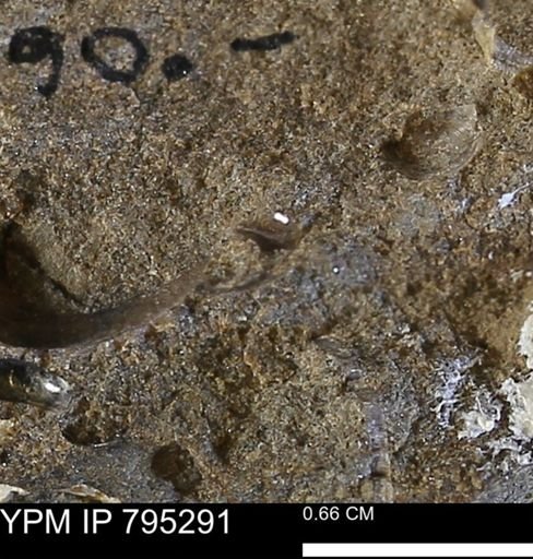 undet. Mollusca