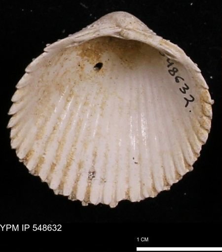 Trachycardium emmonsi
