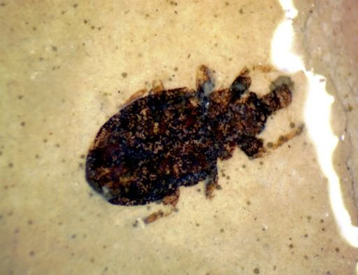 undet. Curculionidae