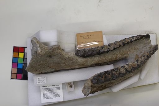 Titanotherium sp.