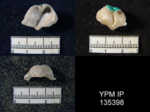 Marginifera transversa
