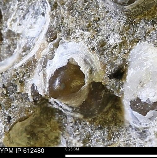 Protocardia subquadrata