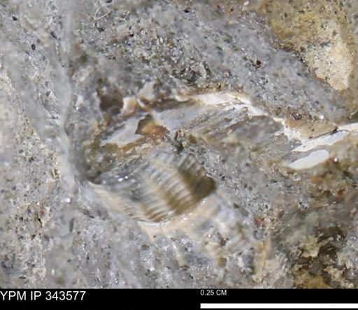 undet. Gastropoda