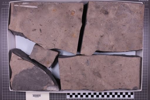 mixed taxa, stratigraphic collection