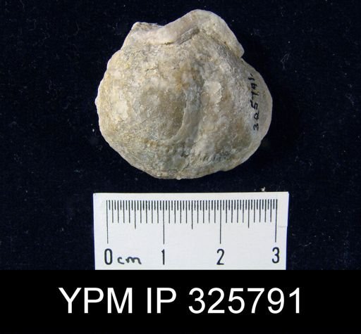 Productus sp.