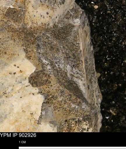 undet. Mollusca