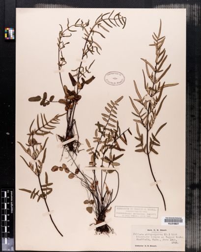 Pellaea atropurpurea