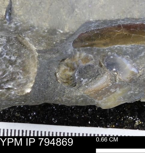 undet. Ammonoidea