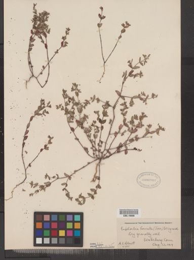 Euphorbia vermiculata
