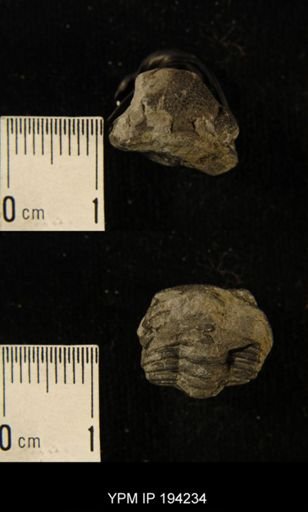 Phacops rana