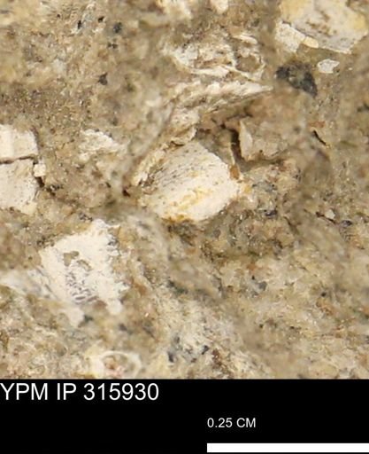 undet. Mollusca