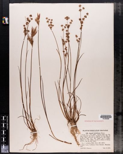 Juncus acuminatus