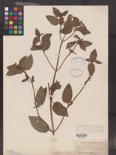 Mentha cardiaca