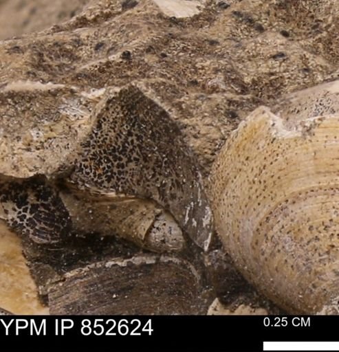 Limopsis striatopunctatus