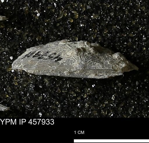 Strophodonta sp.