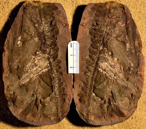 Pecopteris