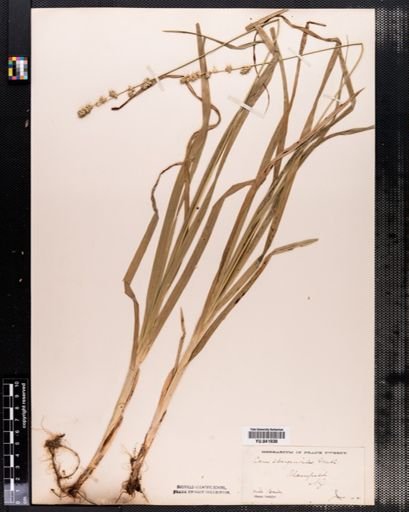Carex sparganioides
