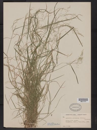 Agrostis perennans