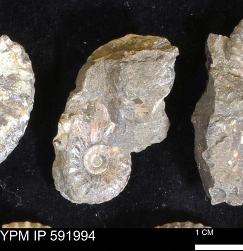 Jeletzkytes nebrascensis